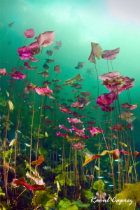 Water lily bunch by Raoul Caprez 